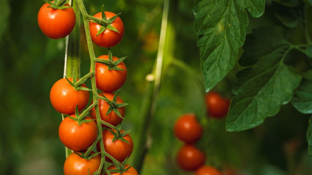 Product features Called “Cherry” for their rounded shape and small size, this cocktail tomato has a bright red colour (other varieties such as yellow, green, and black also exist), a sweet taste, crunchy pulp and juicy inside. Our best producers are located in Sicily, the product is available all year long and packed in vine loose in little cardboard boxes.