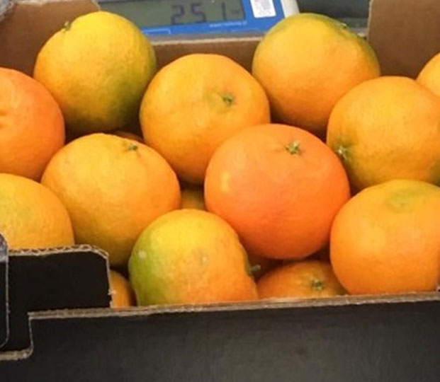 Clementin - immagine 5