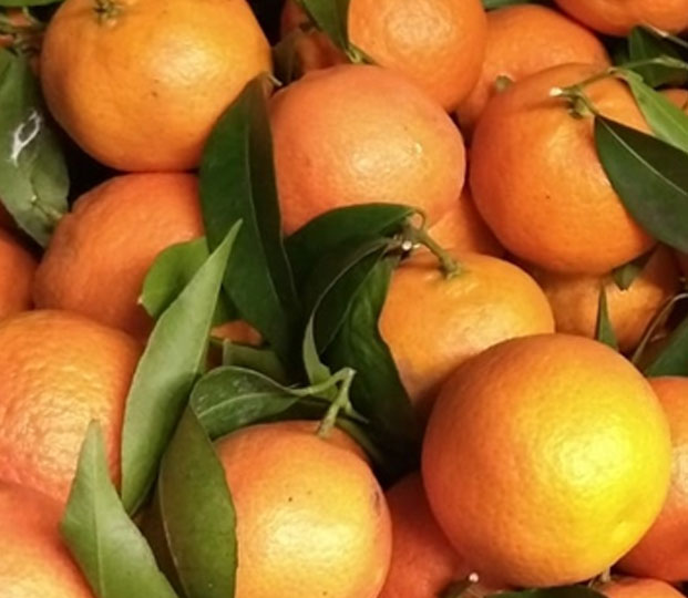 Clementin - immagine 3