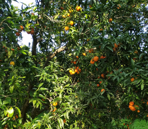 Clementin - immagine 4