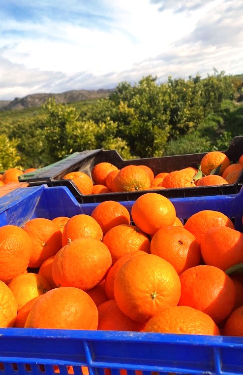 Product features: The tree of the Clementine is very similar to the mandarin tree except for the leaves which are bigger and larger. The fruit has about the same dimension of a mandarin but the shape is rounder. The pulp, more orangy than mandarin, has a balanced sour-sweet taste more similar to oranges. Another clementine’s characteristic is the absence of seeds. can you do abs exercises every day? here's what trainers say buy cabergoline australia draw arm muscles front view - drawing and digital painting tutorials online Areas of production and availability: In regions of high total heat, the Clementine bears fruit early and this also favour maximizing the Clementine size and quality. As a result, the Clementines are tastier! Our Clementines are in fact cultivated in the southern regions of Italy (Calabria, the most, where we also have a Demeter product) and Spain. The harvesting is one in a year, between November and January, according to temperatures. Packaging: The product is delivered in cardboard boxes of different size, in wooden box or in RPC (Reusable Plastic Containers).