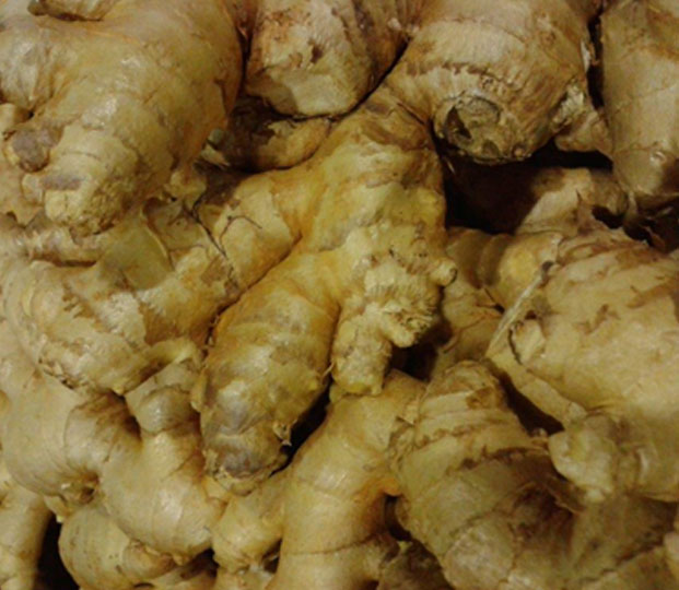 Production area and harvesting We receive our ginger from plantations in Peru where the climate is perfect to cultivate the ginger root. The harvest begins around September and lasts until May. It can be stored further without drying out because of a natural long durability. Packaging We offer the fresh gingers loose in cardboard boxes.