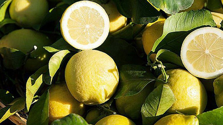 The Citrus Season Begins with the Interdonato Lemon