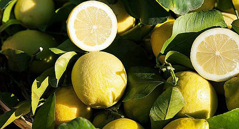 The Citrus Season Begins with the Interdonato Lemon