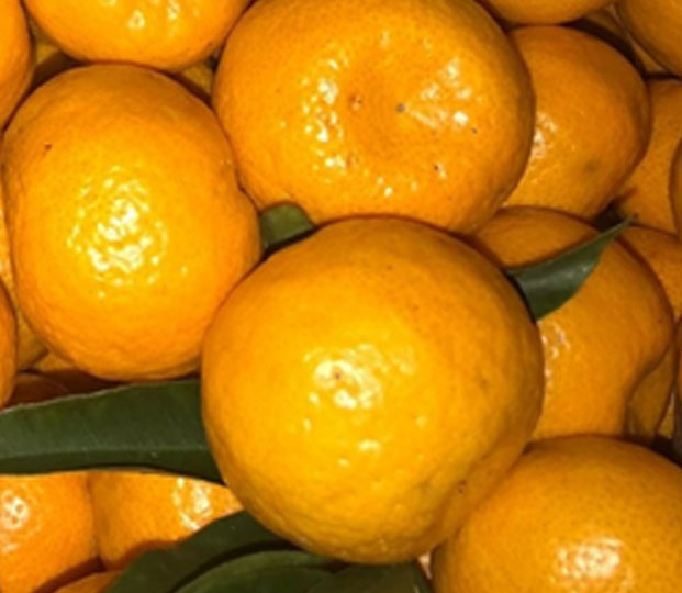 Mandarin - immagine 3