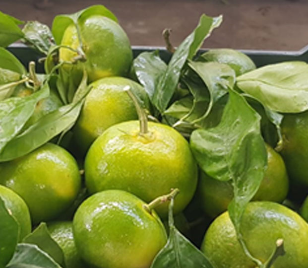 Mandarin - immagine 4