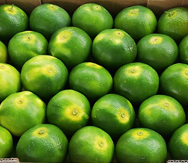 Mandarin - immagine 5