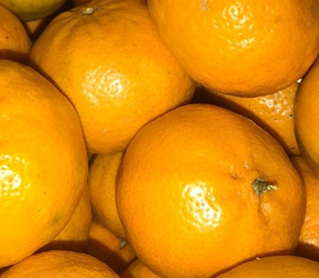 Mandarin - immagine 6