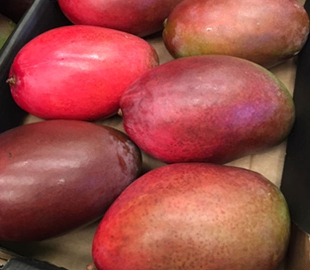 Varieties Among the known varieties, we offer the followings for exportation: Osteen: this variety has a more elongated shape with a thick purple peel. Its small pit has a thin, elongated shape as well. The pulp is yellow without fibers and has a very good taste. Tommy Atkins: with a soft green and crimson-colored peel, the pulp is dominated by a dark yellow color and contains fibers. The flavor is very sweet and juicy. Keitt: The peel of this variety has a light yellow-red-greenish color when perfectly ripe. Having a little less sugar than other varieties, this type of mango has a very small pit and a small amount of fibers. Kent: This variety has a more flat shape and an orange colored pulp with no fibers and a small pit. The peel is usually colored in dark green, yellow and red.   Production area and harvesting The Spanish season of the mangos begins in August and lasts until November. During the period from December to February, we have the availability of the fruits coming from Perú, the Dominican Republic and Ecuador.   Packaging The Mangos, available in many calibres, are laid in cardboard boxes.