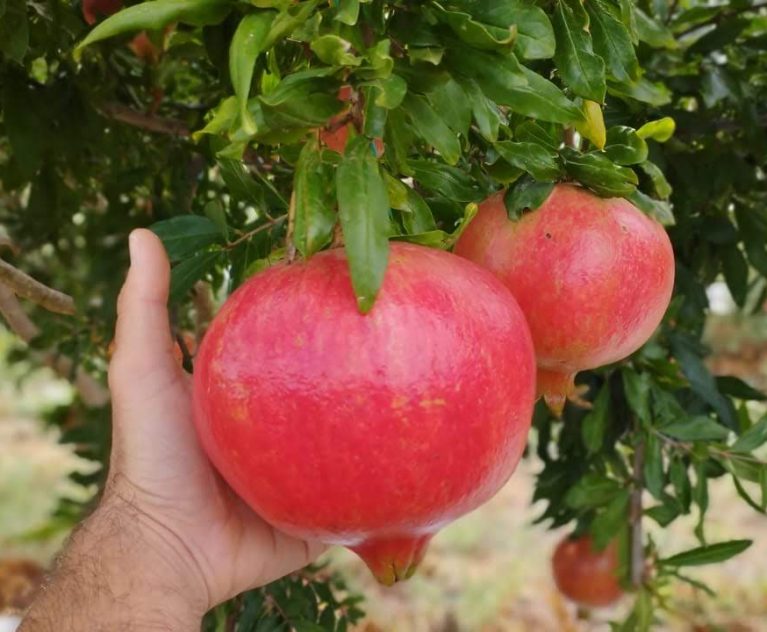 New Season: Persimmons & Pomegranates