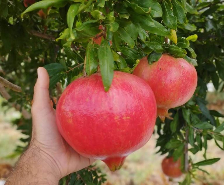New Season: Persimmons & Pomegranates