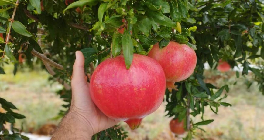 New Season: Persimmons & Pomegranates