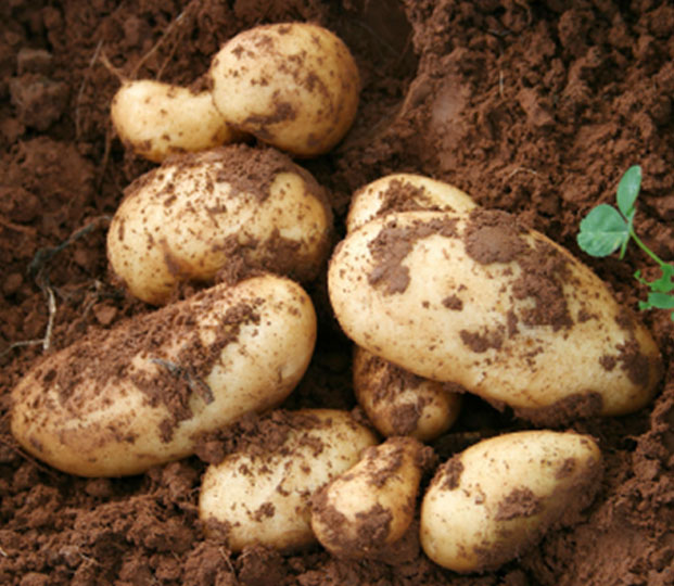Potato