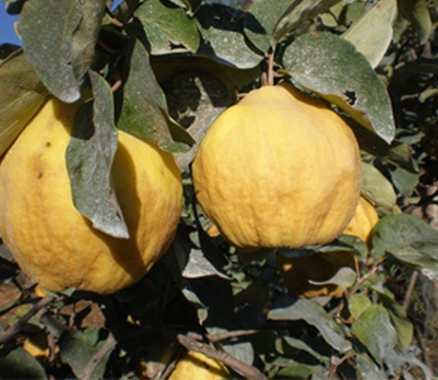 Product features The taste is bitter with just a slight sweet savour, therefore it is often served together with added sugar such in the typical Spanish dessert quince bread (“Dulce de membrillo”) or as in compote (“Cotognata” in Italy). The variety Wranja, with its stronger taste, is our choice for the sale.   Production area and harvesting The production of the fruit takes place especially in the south of Spain in the region Andalucía. After the harvesting, that begins around the second week of September, the quinces are deliverable until the end of December. The fine hair on the peel is removed before they are packed up into boxes.   Packaging We offer the quinces loose or in single layer in cardboard boxes.