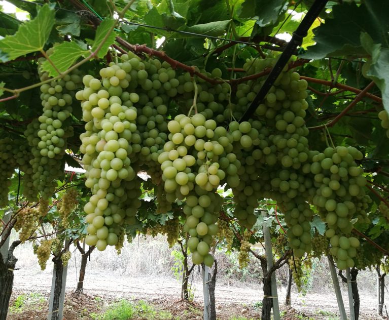 Italian Grapes in Full Season!