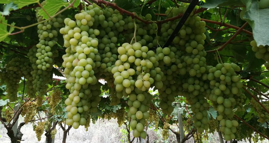 Italian Grapes in Full Season!