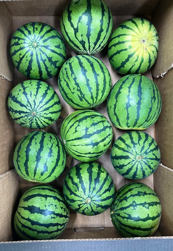 Melons - immagine 7