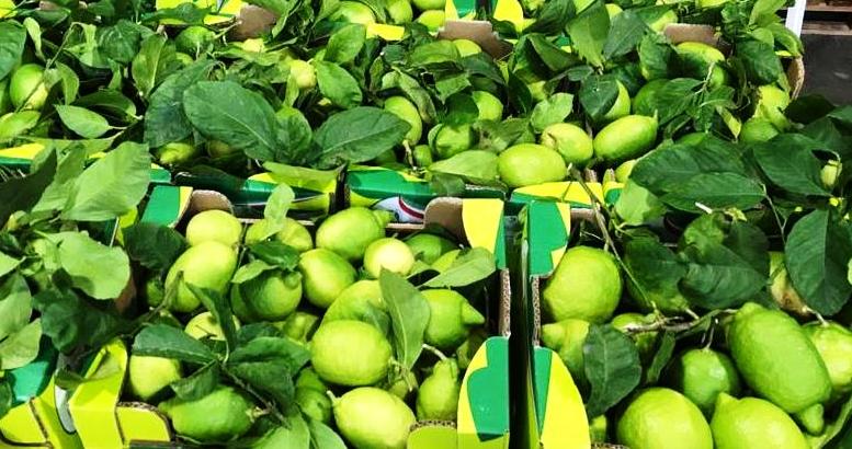 Interdonato Lemon IGP - immagine 2