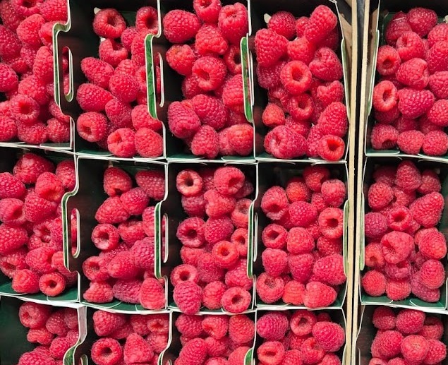 Fresh berries sourced from selected growers in Italy and Spain, with complementary production seasons allowing extended availability throughout the year. Our assortment includes raspberries, blackberries and blueberries, selected for freshness, flavour, firmness and shelf life. Raspberries Delicate berries with a bright red colour, soft texture and a characteristic balance between sweetness and acidity. Indicative season: Italy: February – May Spain: October – June Blackberries Juicy and aromatic berries with a dark colour, firm structure and an intense sweet-tart flavour. Indicative season: Italy: March – October Spain: mainly October – July, with additional production windows depending on variety. Blueberries Firm, juicy berries with a naturally sweet to slightly tart flavour and good shelf life, particularly suitable for fresh-market distribution. Indicative season: Italy: February – September Spain: January – July Product Details Origin: Italy & Spain Products: Raspberries, Blackberries & Blueberries Packaging: 8 × 125 g or 8 × 250 g Punnet: Cardboard punnet Outer packaging: Cardboard boxes or reusable plastic crates Palletisation: EPAL pallets or industrial pallets Market: Wholesale, specialised organic retail and food service Supply: According to origin, season and customer requirements Fresh European berries, complementary origins and flexible packaging solutions for professional customers.