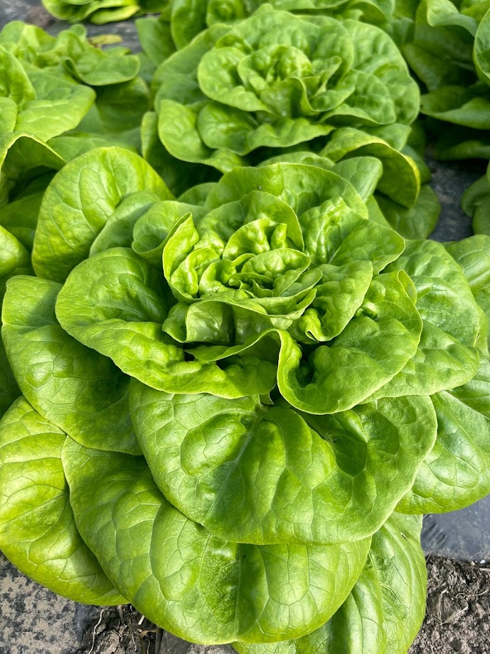 Lettuce & Endive Fresh organic leafy vegetables from selected growers in Campania and Veneto, Italy, available from late October to late April. Our seasonal assortment includes: Trocadero – Green & Red Soft, broad leaves with a tender texture and a mild, delicate flavour. Gentile – Green & Red Crisp, finely curled leaves with a fresh taste and pleasant crunchy texture. Oak Leaf – Green & Red Distinctive lobed leaves, soft texture and a delicate, slightly nutty flavour. Smooth Endive / Escarole Broad and crunchy leaves with a pleasantly bitter taste, suitable for both fresh consumption and cooking. Curly Endive / Frisée Finely curled, crisp leaves with a characteristic slightly bitter flavour, ideal for mixed salads. Product Details Origin: Italy Production areas: Campania & Veneto Season: Late October – Late April Packaging: Wooden crates or reusable plastic crates Palletisation: EPAL pallets or industrial pallets Market: Wholesale, organic specialised retail and food service Supply: According to seasonal availability and customer requirements Fresh Italian production, seasonal availability and flexible packaging solutions for the European organic market.