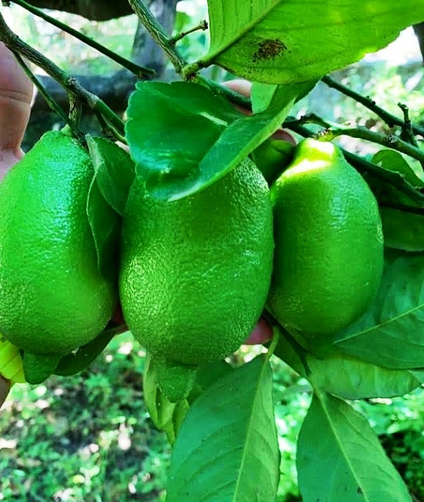 Interdonato Lemon IGP - immagine 3