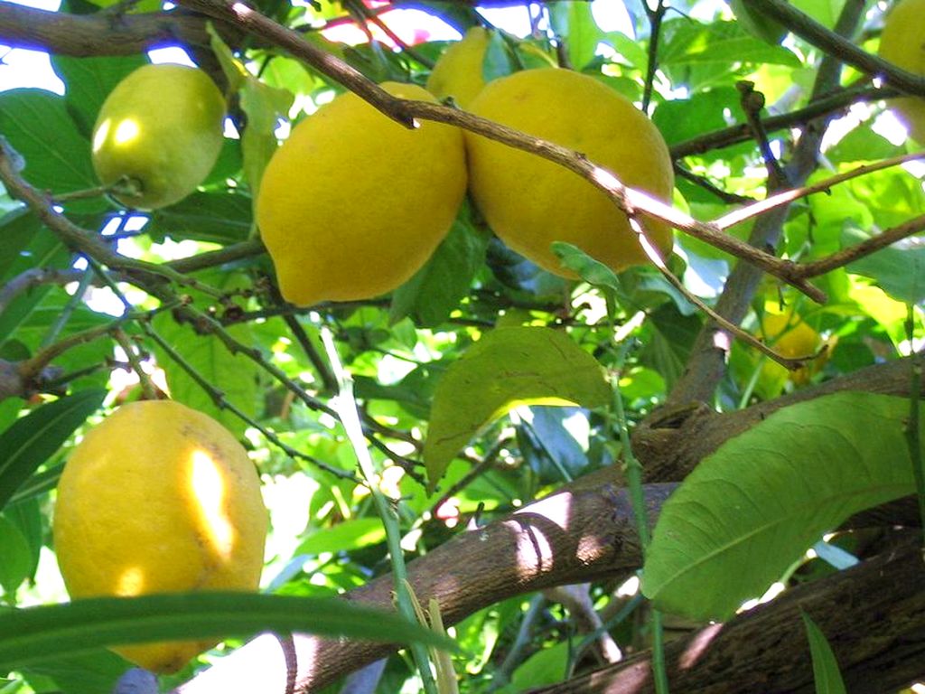 Interdonato Lemon IGP - immagine 4