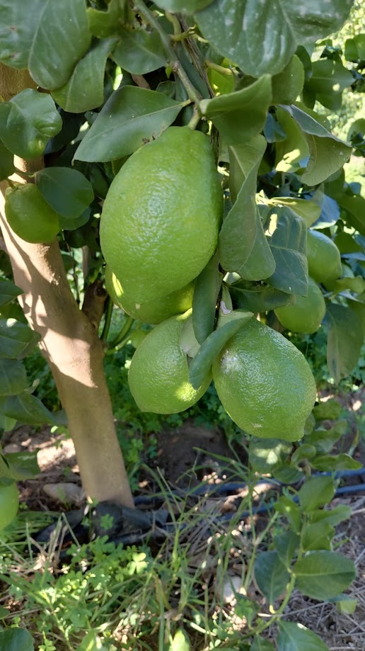 Interdonato Lemon IGP - immagine 5