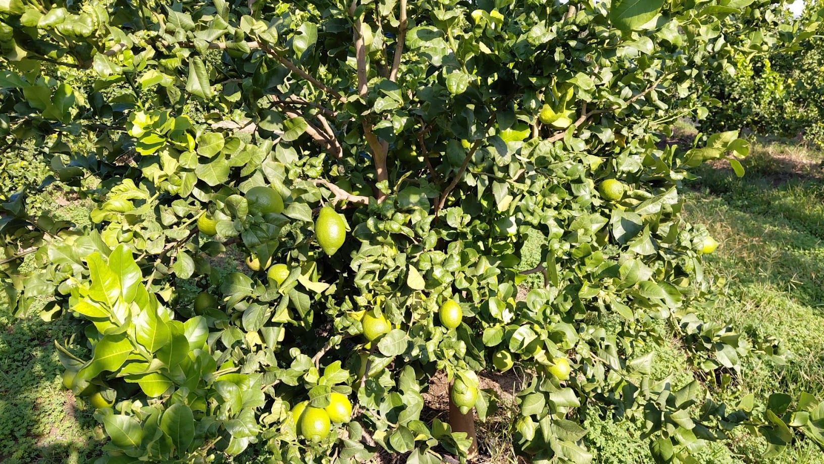 Interdonato Lemon IGP - immagine 6