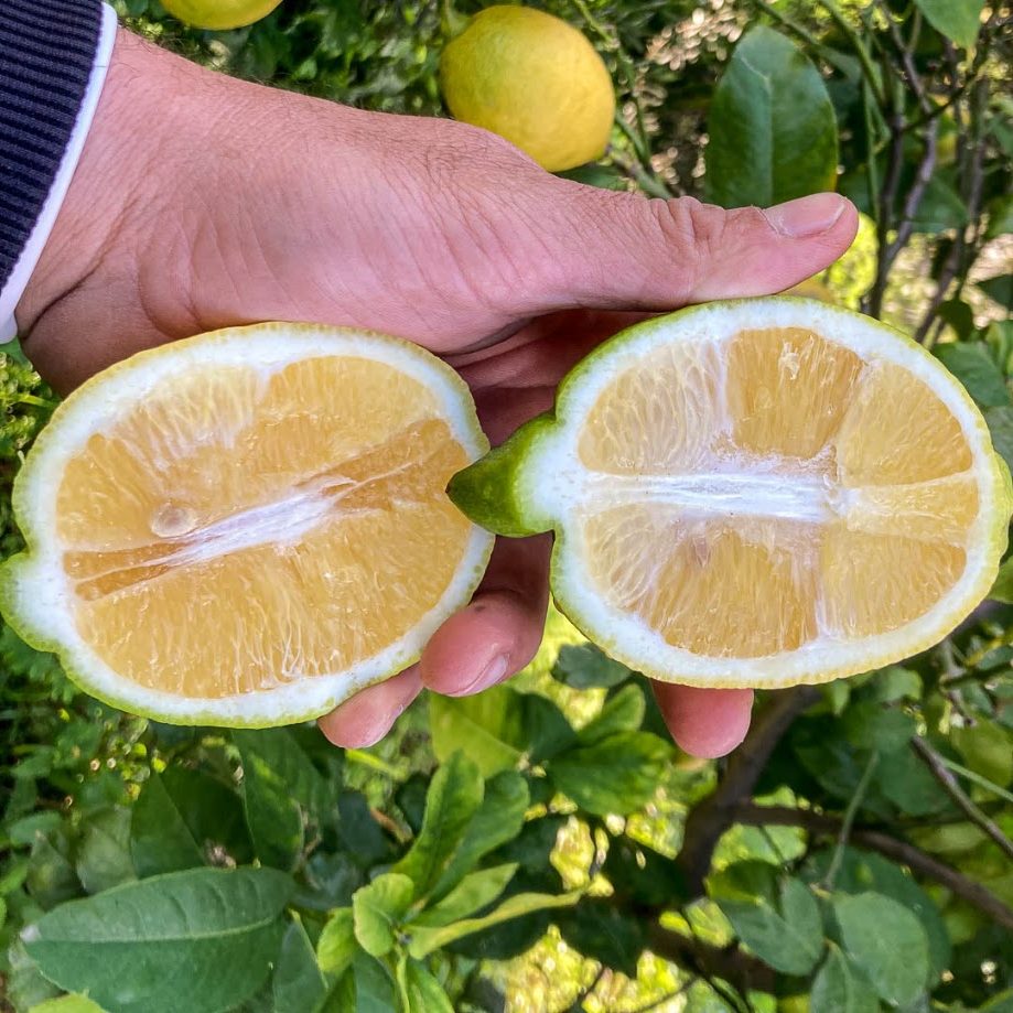 Limone Interdonato Messina IGP A distinctive Sicilian lemon grown along the Ionian coast of the province of Messina, the traditional production area of the Limone Interdonato Messina IGP. The variety is appreciated for its elegant elongated shape, thin peel, aromatic fragrance and pleasantly mild acidity. The pulp is juicy and delicate, with few or no seeds. Product Characteristics Origin: Italy Region: Sicily Production area: Ionian coast of Messina Designation: Limone Interdonato Messina IGP Season: October – January Fruit weight: approx. 80–350 g Peel: thin, smooth to slightly rough Pulp: juicy and aromatic Taste: fresh, fragrant and pleasantly acidic Seeds: few or absent Presentation: with or without leaves Packaging & Logistics Packaging: 6 kg cardboard boxes or reusable plastic crates Palletisation: EPAL pallets or industrial pallets Supply: according to calibre, availability and customer requirements A premium Sicilian lemon combining protected geographical origin, distinctive flavour and seasonal freshness.