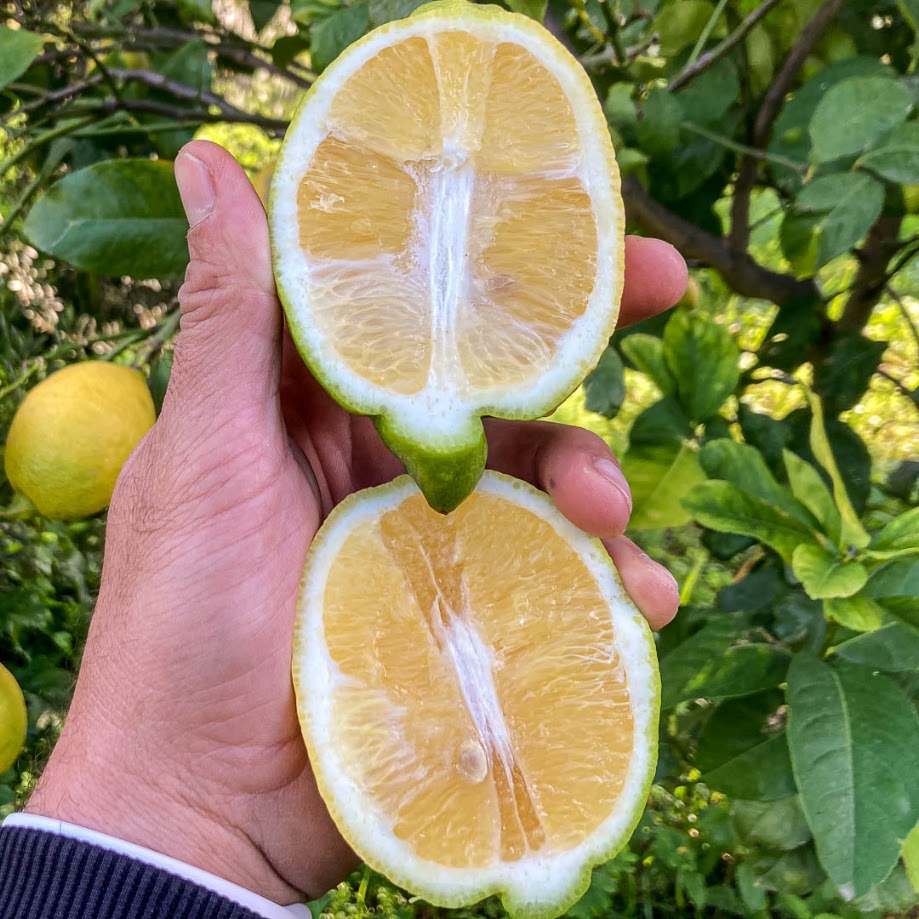Limone Interdonato Messina IGP A distinctive Sicilian lemon grown along the Ionian coast of the province of Messina, the traditional production area of the Limone Interdonato Messina IGP. The variety is appreciated for its elegant elongated shape, thin peel, aromatic fragrance and pleasantly mild acidity. The pulp is juicy and delicate, with few or no seeds. Product Characteristics Origin: Italy Region: Sicily Production area: Ionian coast of Messina Designation: Limone Interdonato Messina IGP Season: October – January Fruit weight: approx. 80–350 g Peel: thin, smooth to slightly rough Pulp: juicy and aromatic Taste: fresh, fragrant and pleasantly acidic Seeds: few or absent Presentation: with or without leaves Packaging & Logistics Packaging: 6 kg cardboard boxes or reusable plastic crates Palletisation: EPAL pallets or industrial pallets Supply: according to calibre, availability and customer requirements A premium Sicilian lemon combining protected geographical origin, distinctive flavour and seasonal freshness.