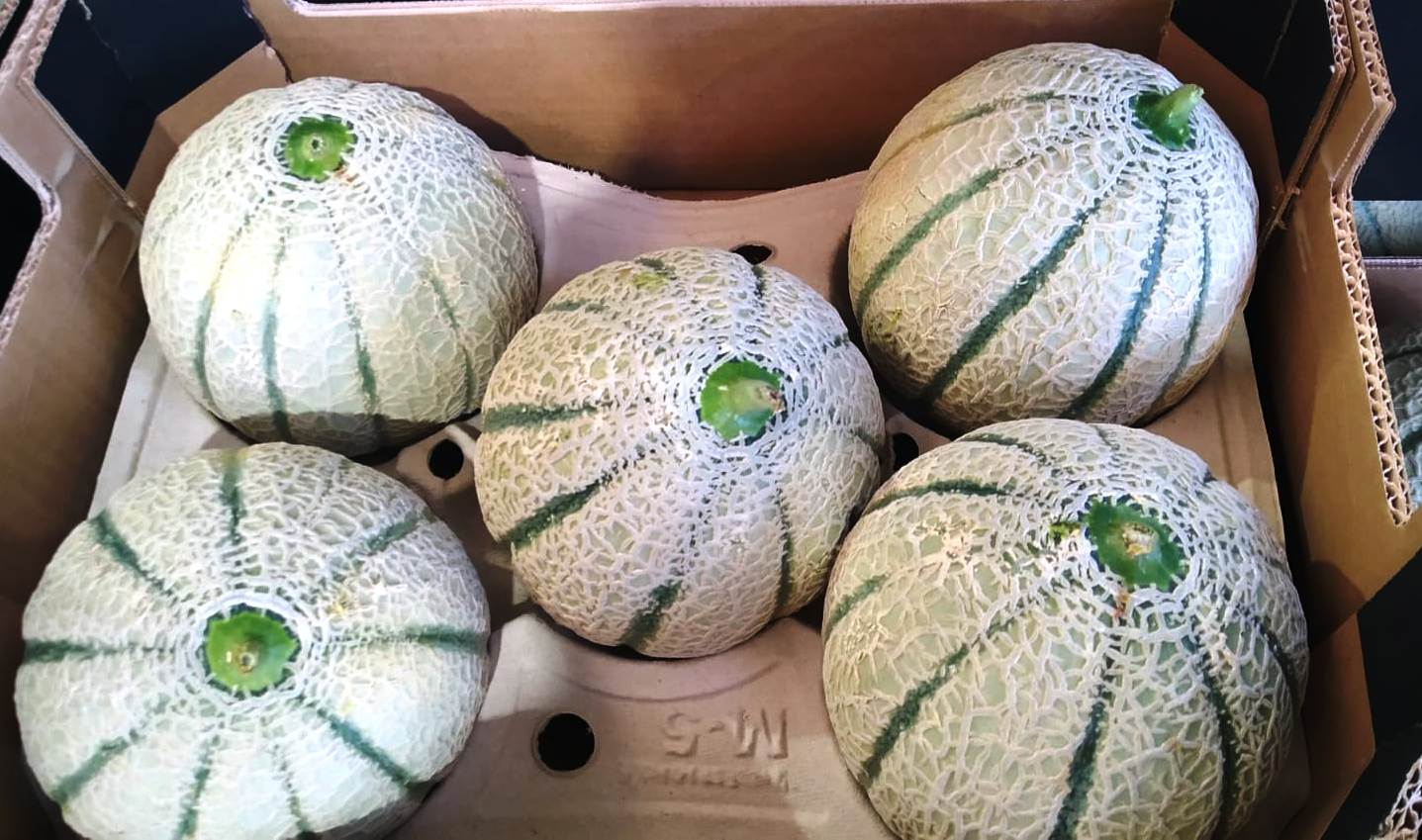 Melons - immagine 5