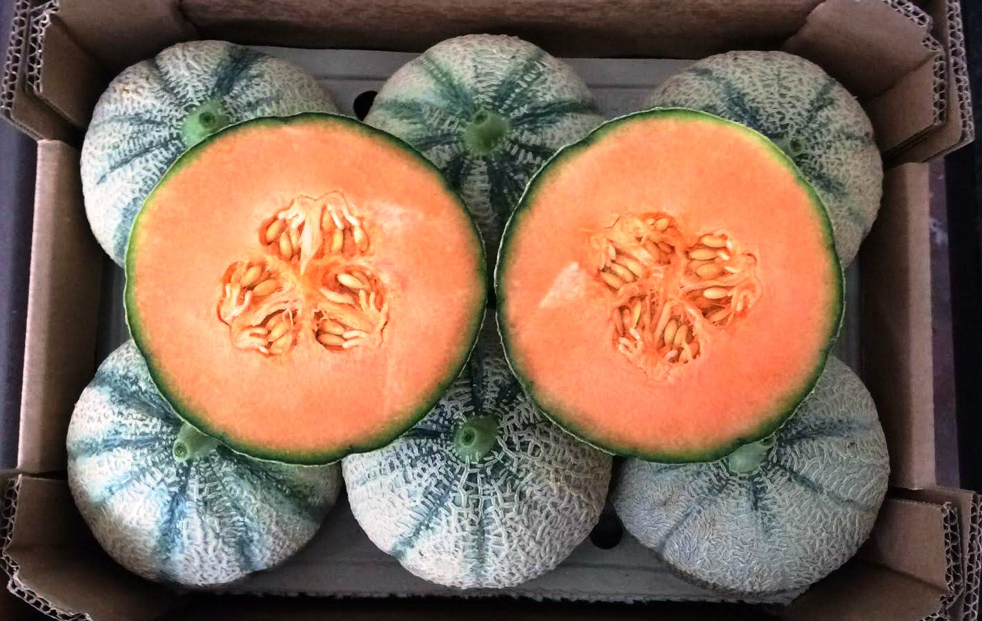 Melons - immagine 4
