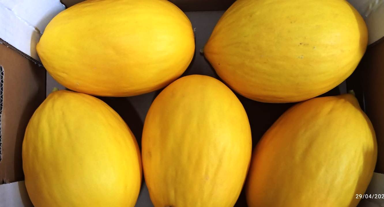 Melons - immagine 3