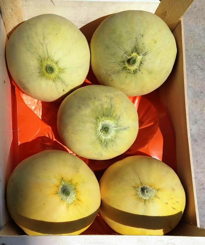 Melons - immagine 2