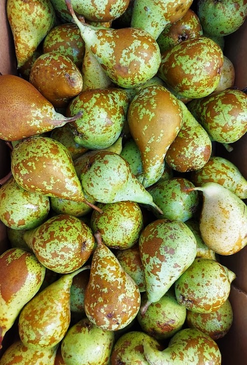 Pear