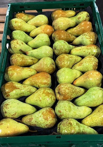 Pear - immagine 4