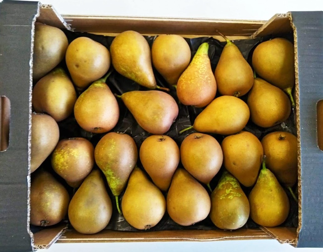 Pear - immagine 3