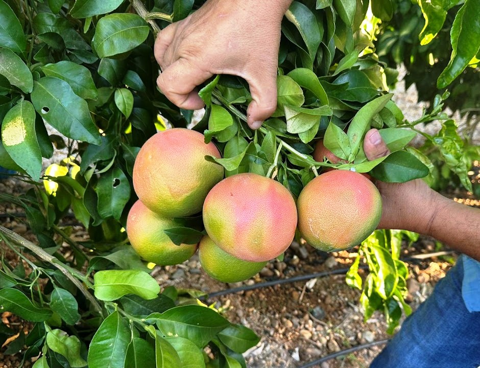 Grapefruit - immagine 2