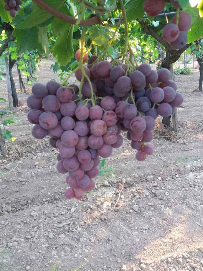 Table Grapes - immagine 2