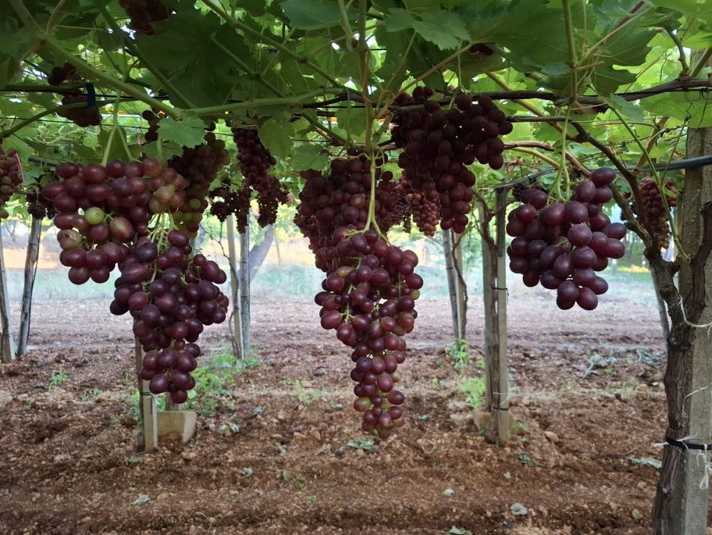 Fresh table grapes sourced from selected growers in Italy and Spain, with complementary production areas offering a long seasonal supply from May to November. Our assortment includes white, red and black grapes, available in both seeded and seedless varieties, selected for colour, firmness, sweetness and overall eating quality. White Grapes Fresh and crisp grapes with a bright appearance, juicy pulp and a sweet, balanced flavour. Available in both seeded and seedless varieties. Red Grapes Attractive red-coloured grapes with firm berries, good crunch and a pleasantly sweet aromatic profile. Available with and without seeds. Black Grapes Deep-coloured grapes with juicy, firm berries and a rich, intense flavour. Available in seeded and seedless selections. Product Details Origin: Italy & Spain Italian production areas: Sicily & Puglia Spanish production areas: Alicante & Murcia Season: May – November Types: White, Red & Black Varieties: Seeded & Seedless Packaging: Wooden or cardboard boxes, approx. 5–6 kg Alternative packaging: Reusable plastic crates Palletisation: EPAL pallets or industrial pallets Market: Wholesale, specialised organic retail and food service Supply: According to origin, variety, season and customer requirements European table grapes with complementary origins, a wide varietal range and flexible packaging solutions for the professional organic market.