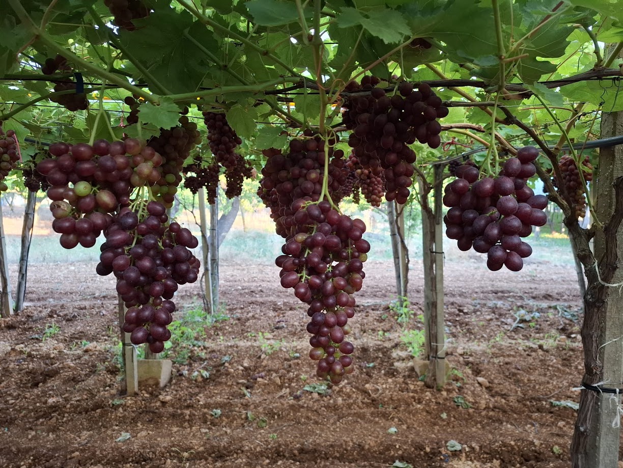 Table Grapes