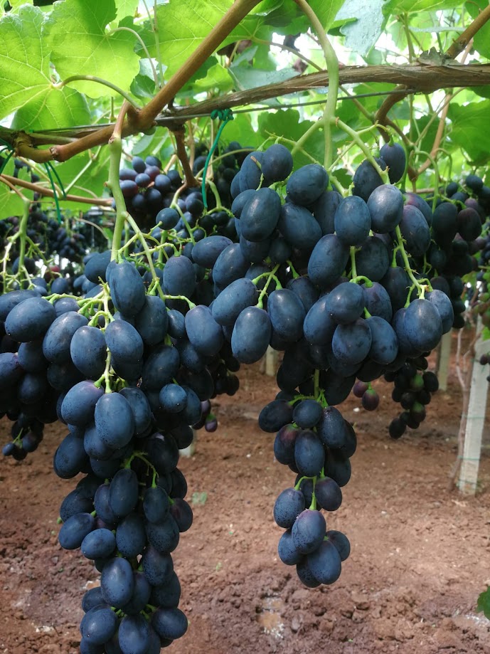 Table Grapes - immagine 3