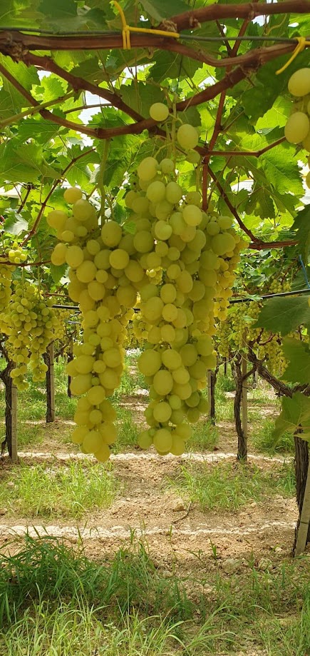 Table Grapes - immagine 4