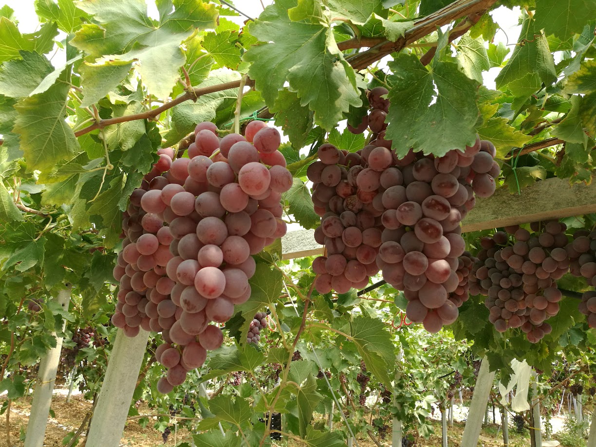 Table Grapes - immagine 5