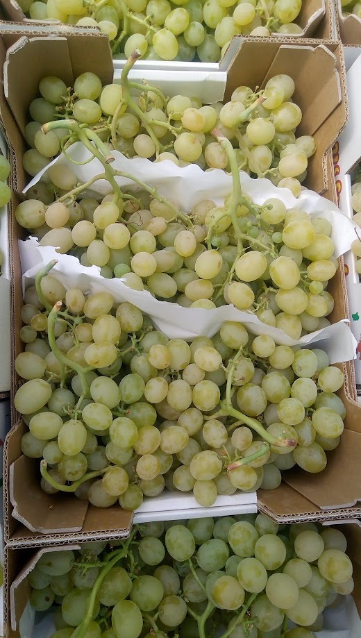 Table Grapes - immagine 6