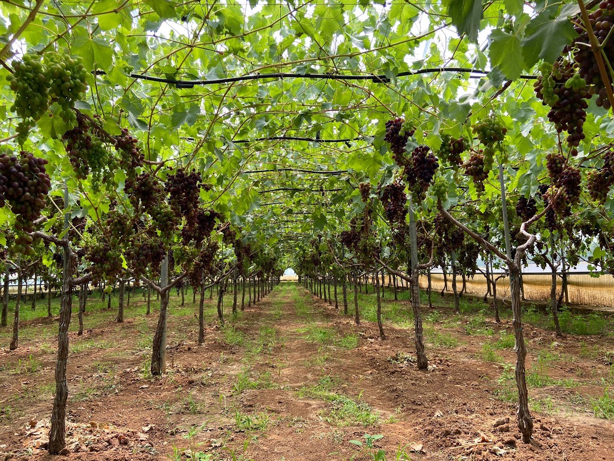 Table Grapes - immagine 7