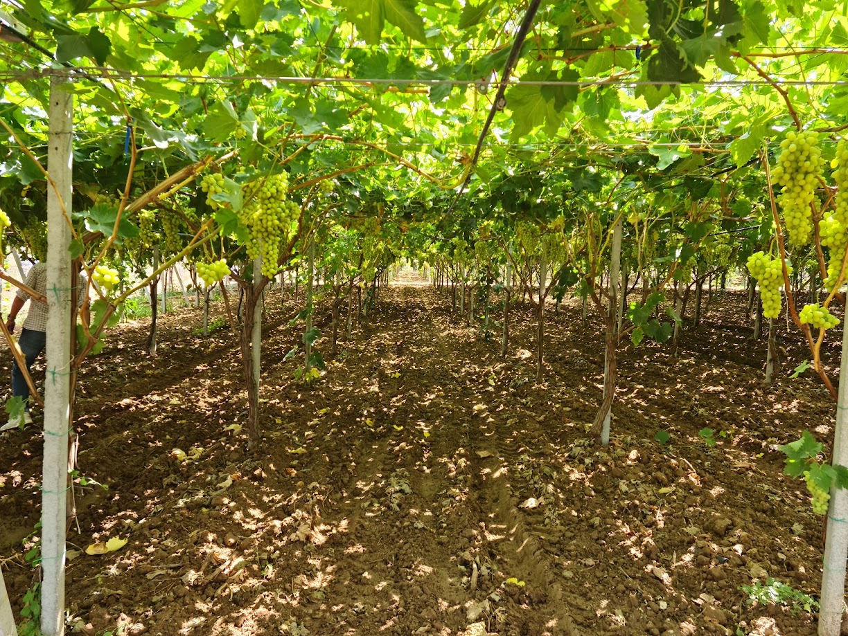 Table Grapes - immagine 8
