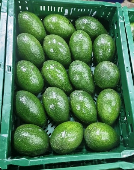 Avocado - immagine 4