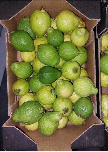Guava/Guayaba - immagine 2