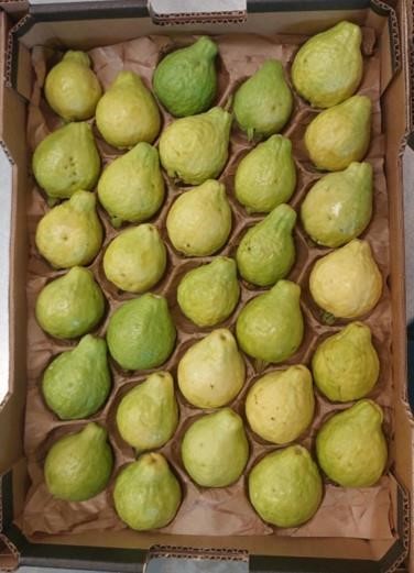 Guava/Guayaba